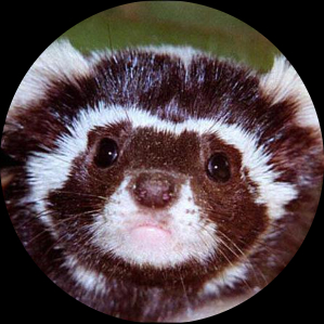 Ferret