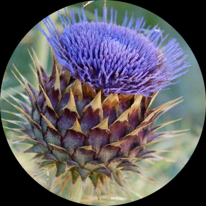 jgotka